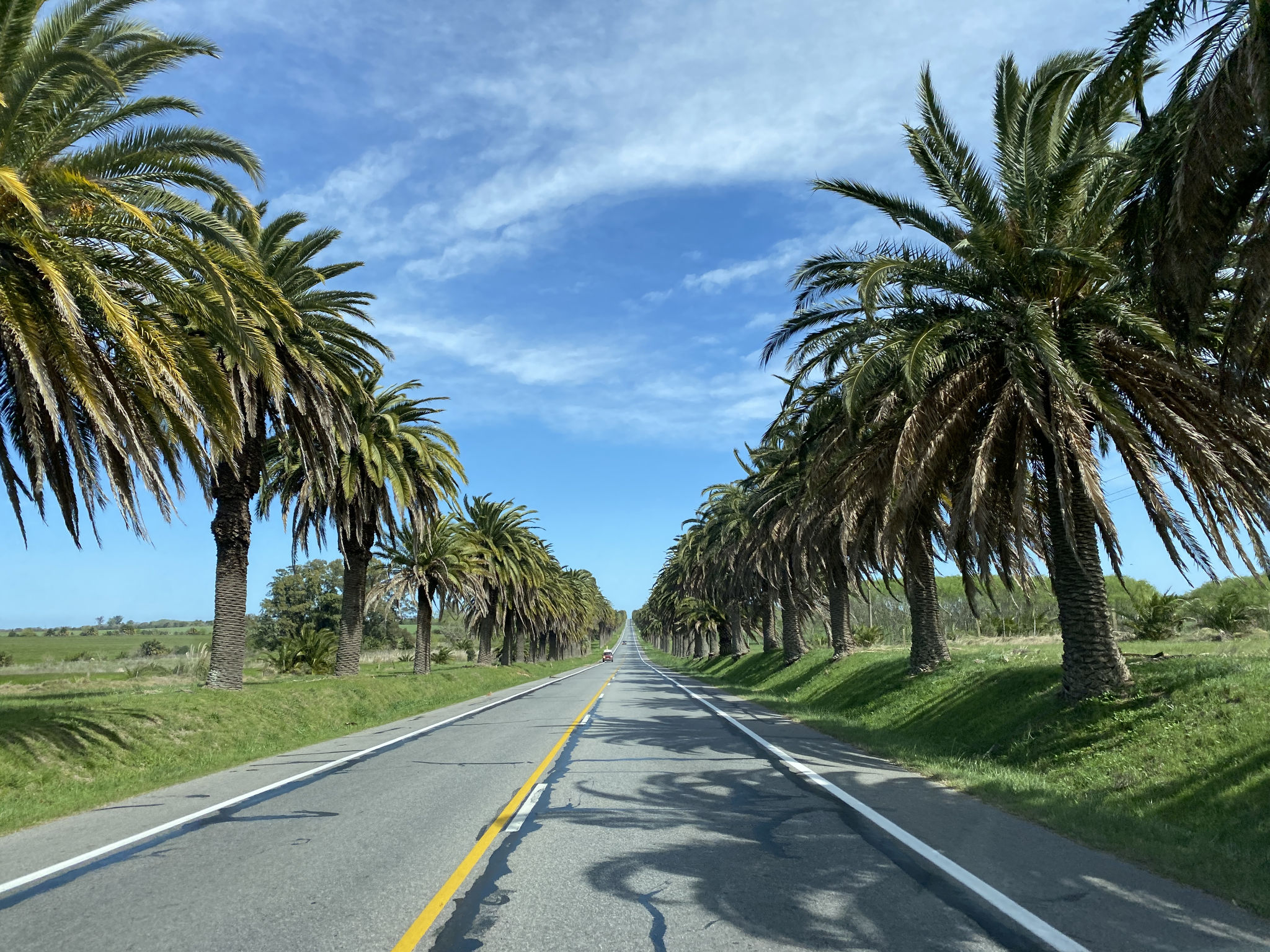 Route bordée de palmiers