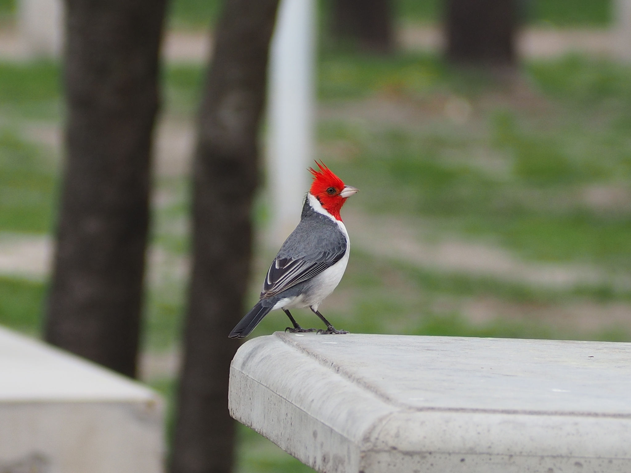 Cardenal Común