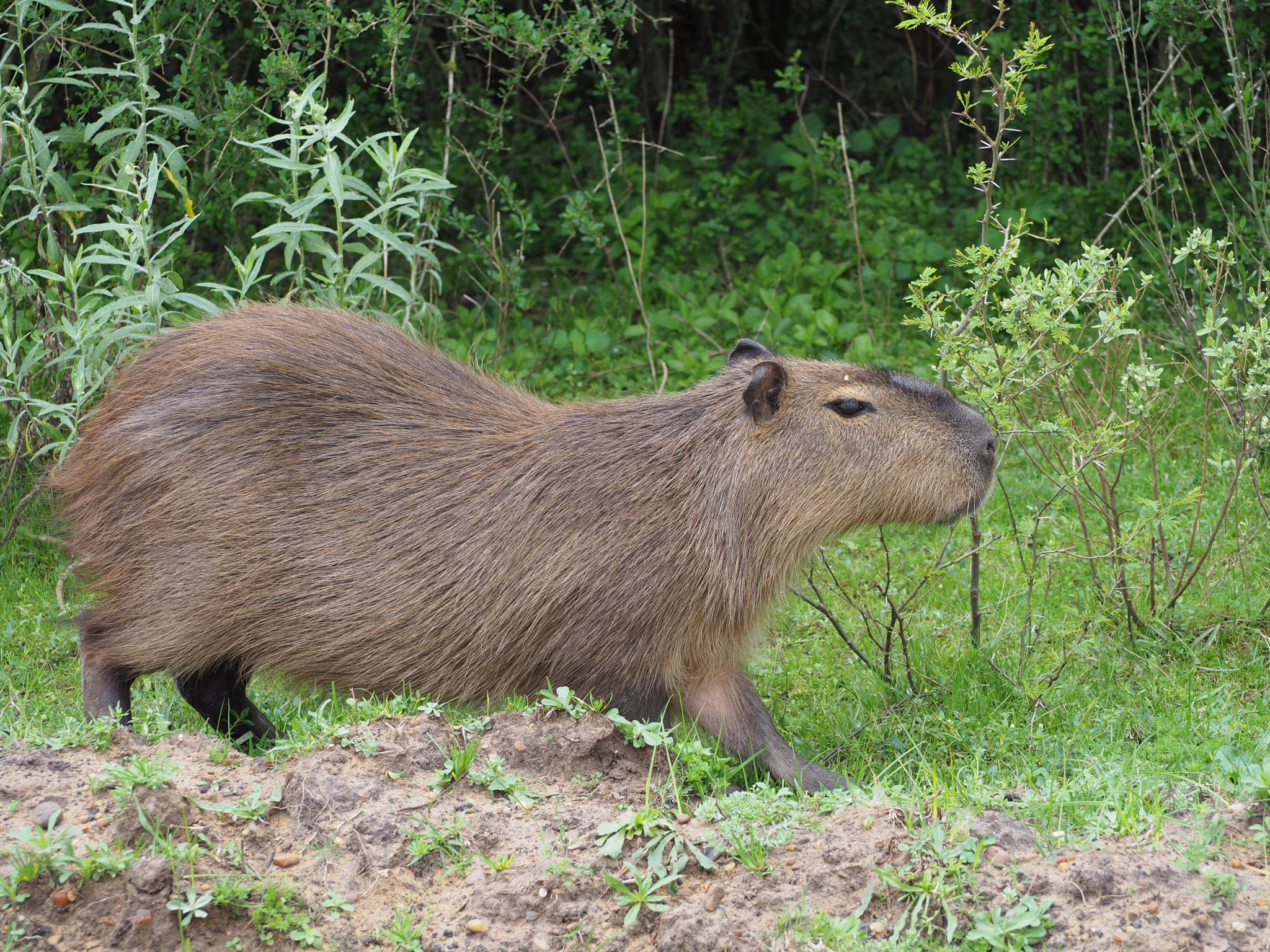 Carpincho aussi nommé Capybara