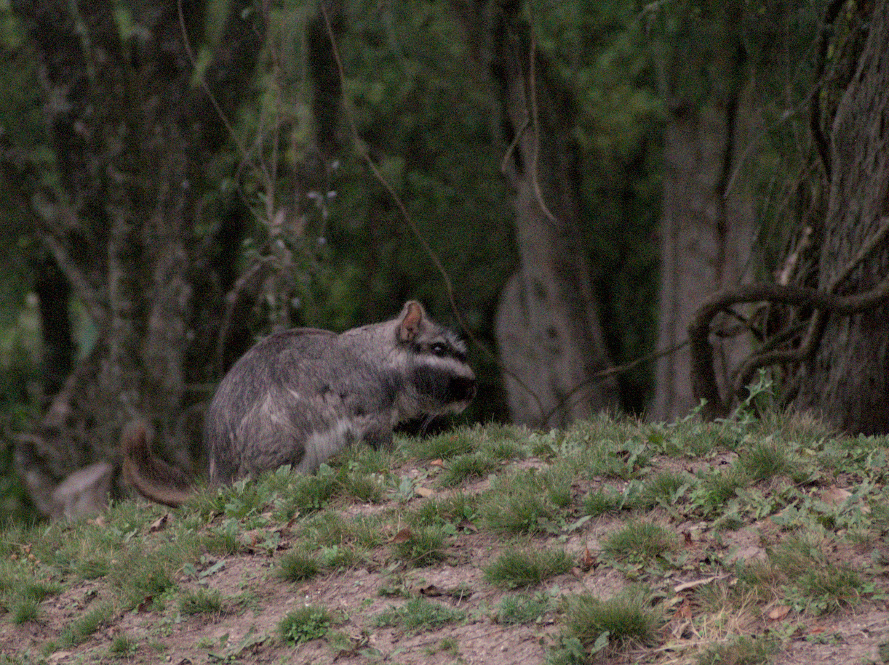 Vizcachera ou Viscacha Argentina