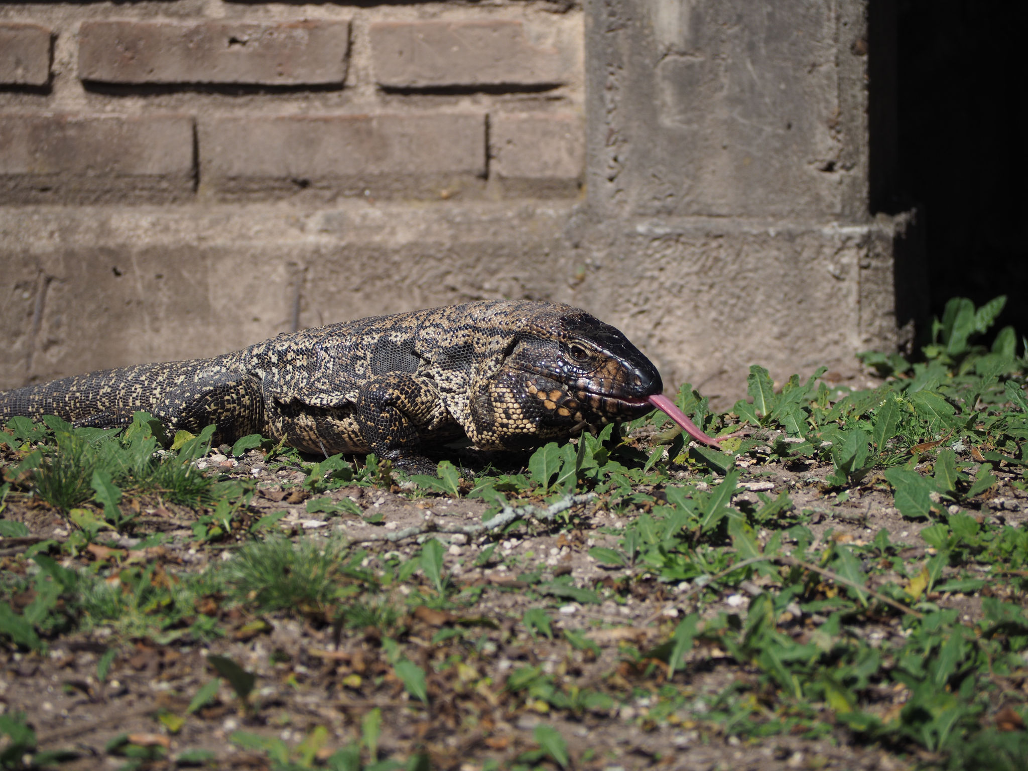 Tegu Argentino