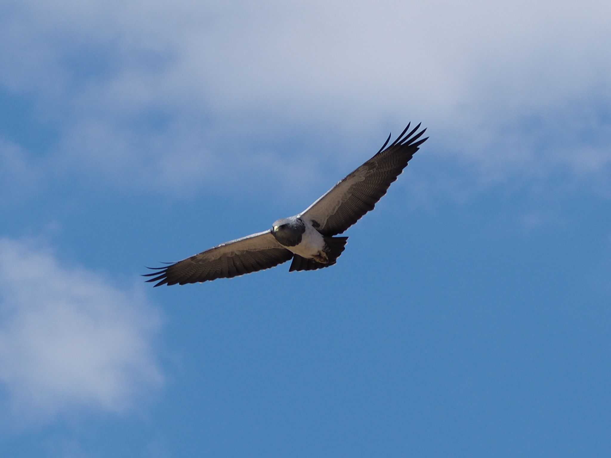 Águila Mora en plein vol