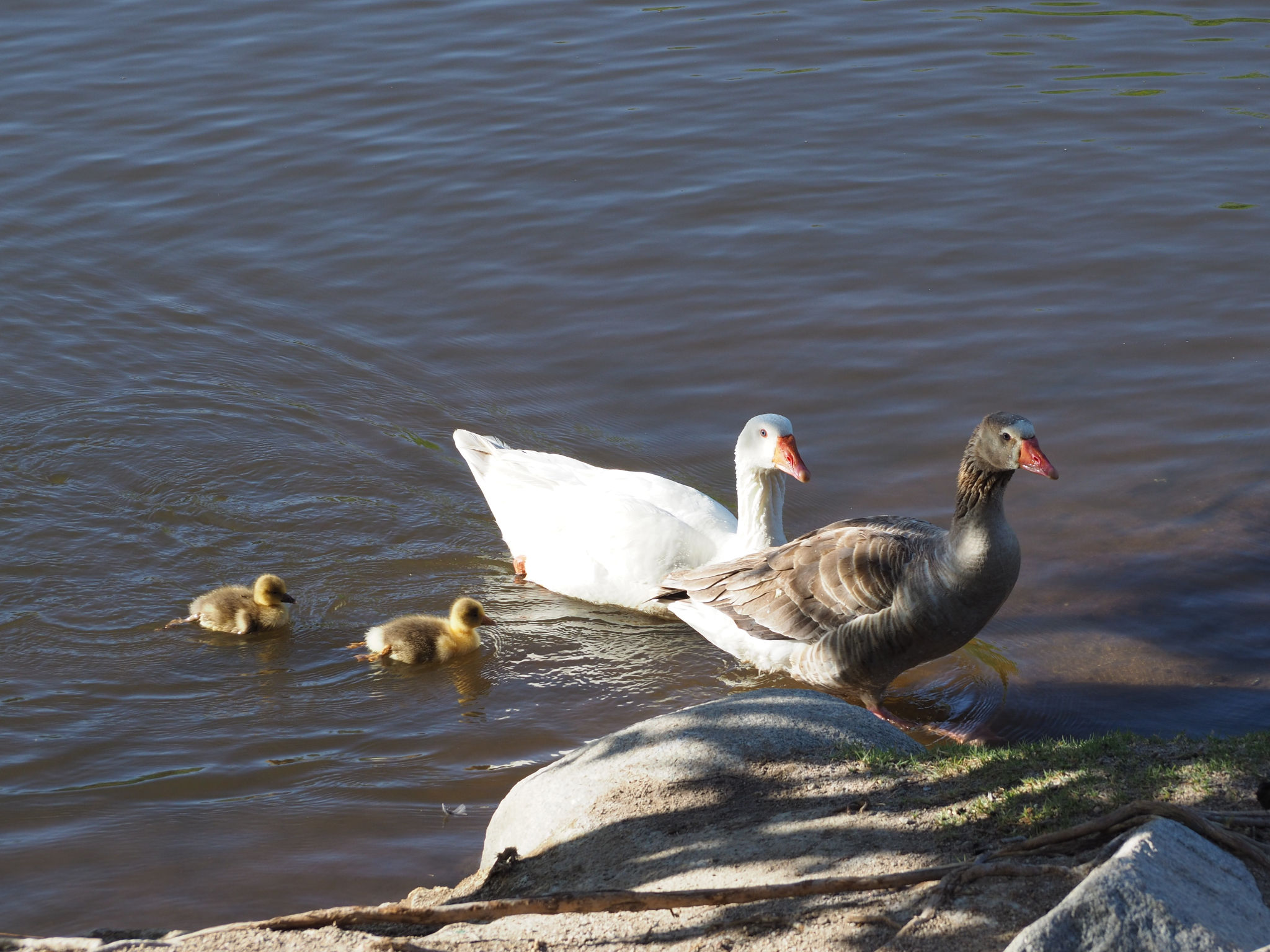 Famille de Coscoroba