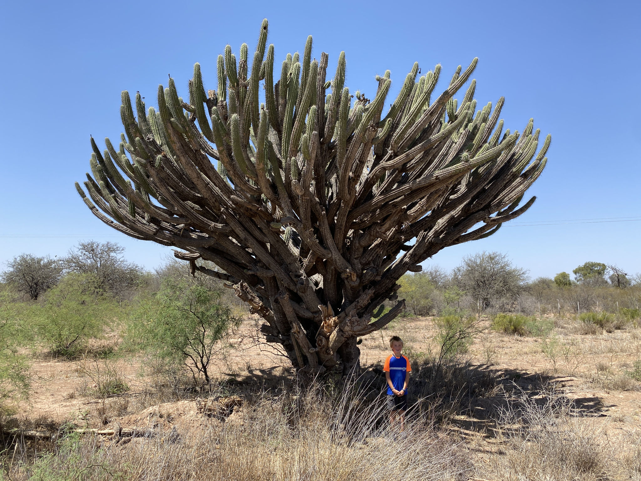 Un des nombreux Cactus géants