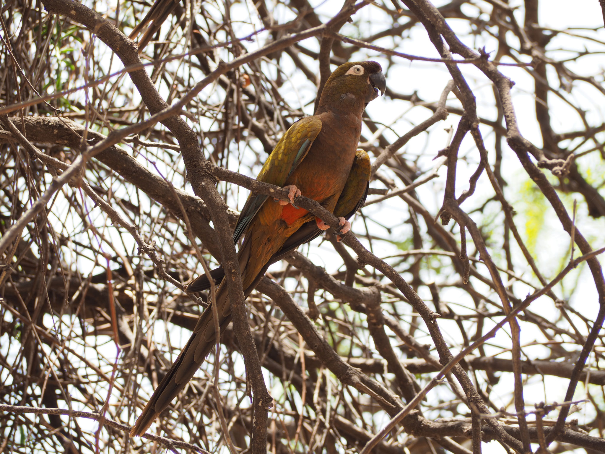 Loro Barranquero