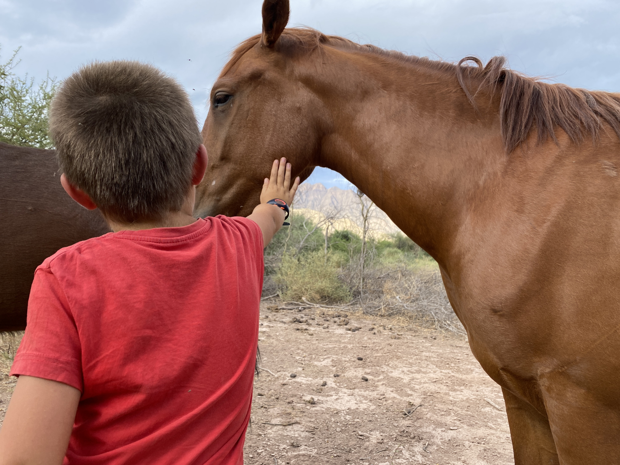 Louis caressant le cheval