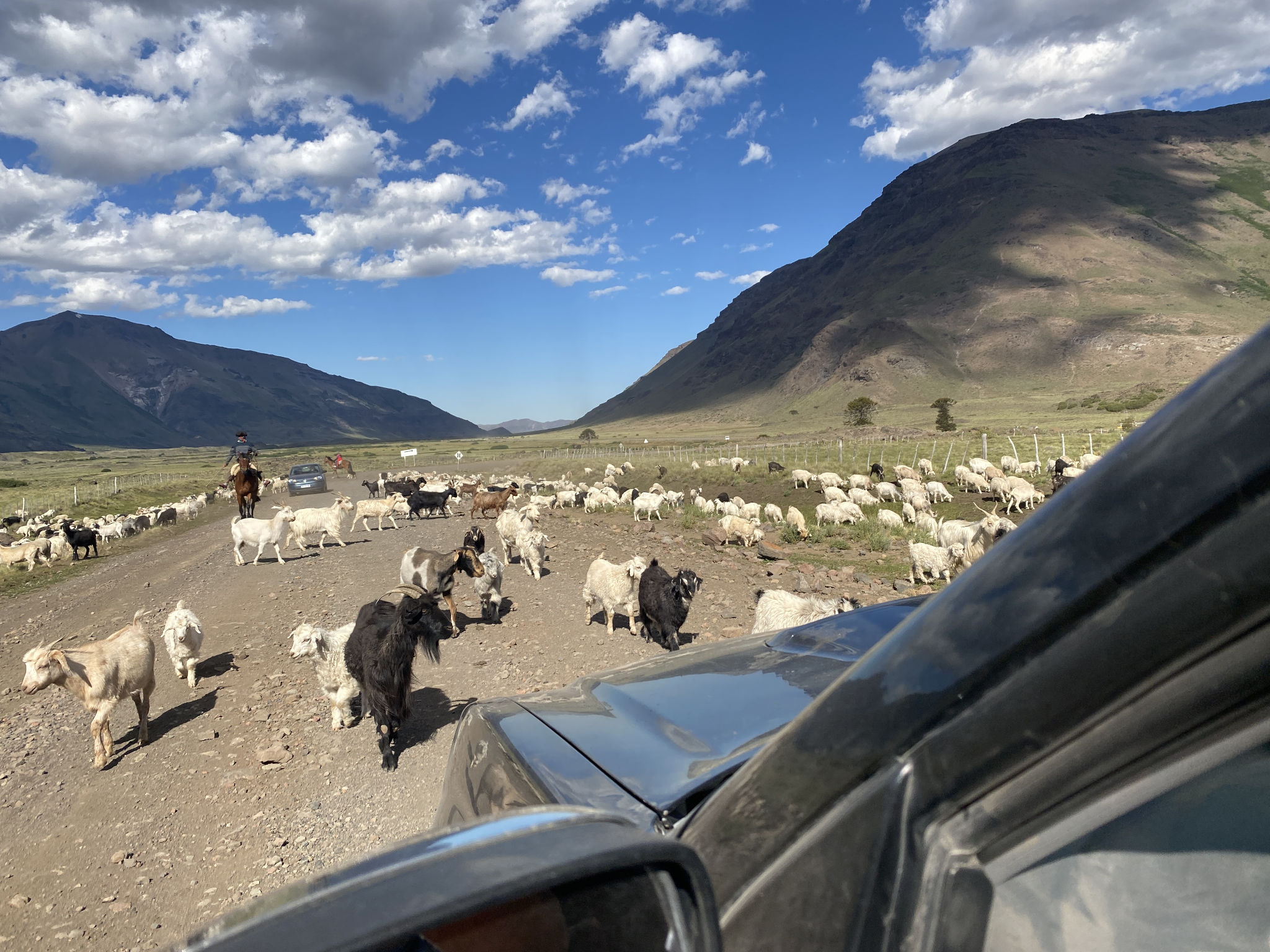 Troupeau de chèvre sur la route