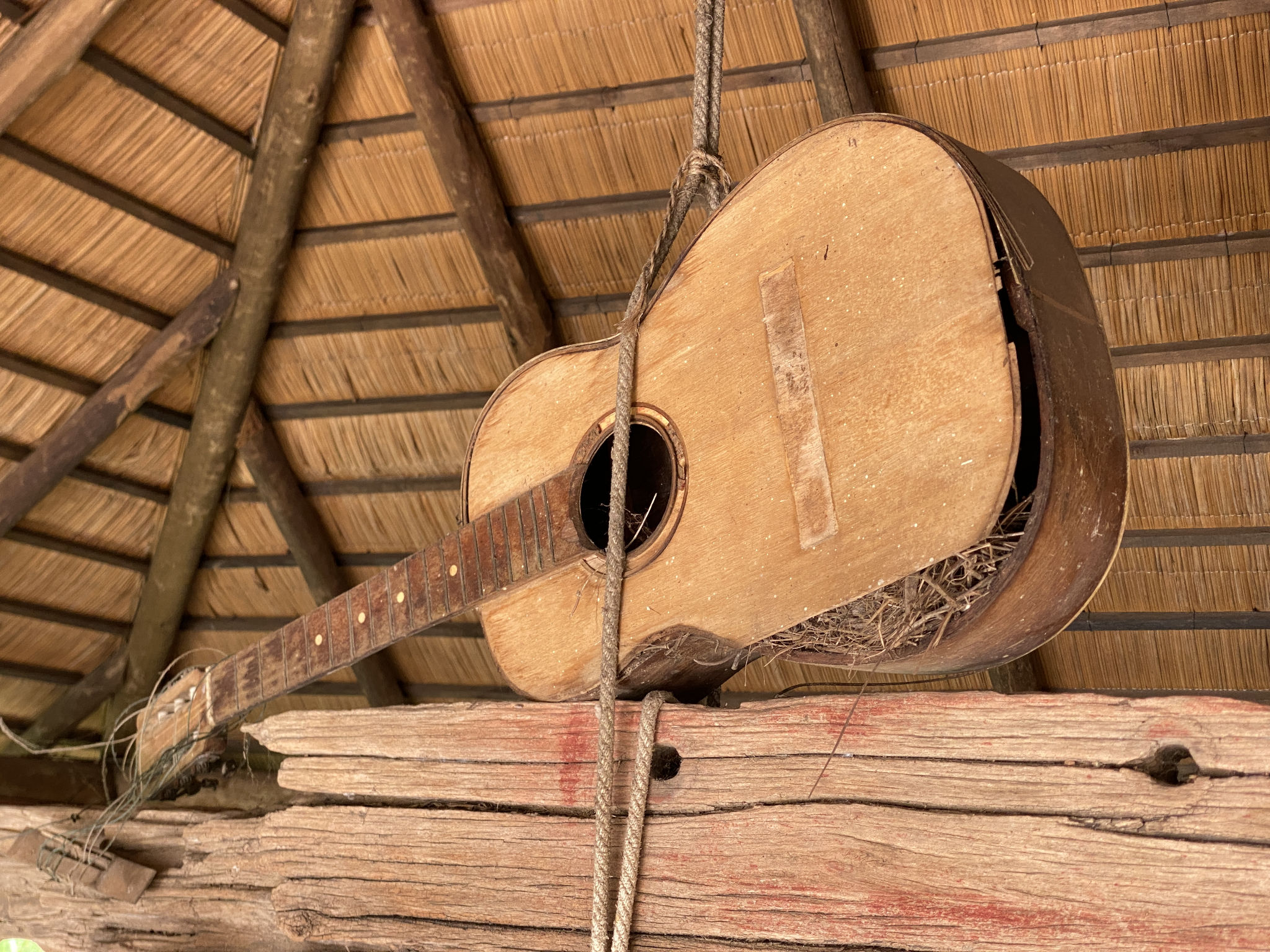 Nid d'oiseau dans vieille guitarre